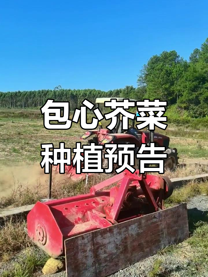 100亩包心芥菜即将播种,提前预订菜干