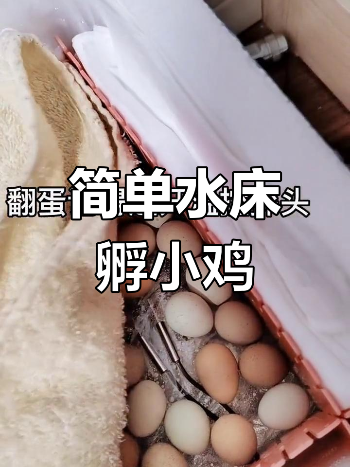 水床孵化轻松搞定,芦丁鸡成长全纪录