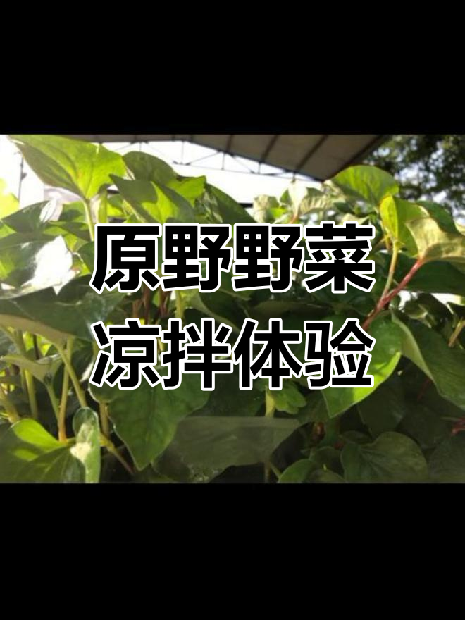 海南澄迈原野野菜种植合作社:凉拌美味,等你来尝