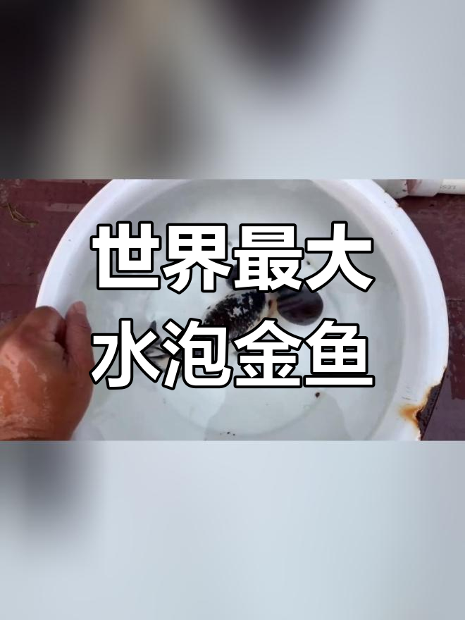 挑战超大水泡金鱼