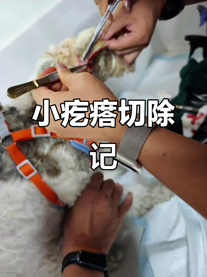 贝塔耳朵上的小疙瘩,医生建议手术切掉,现在恢复得不错