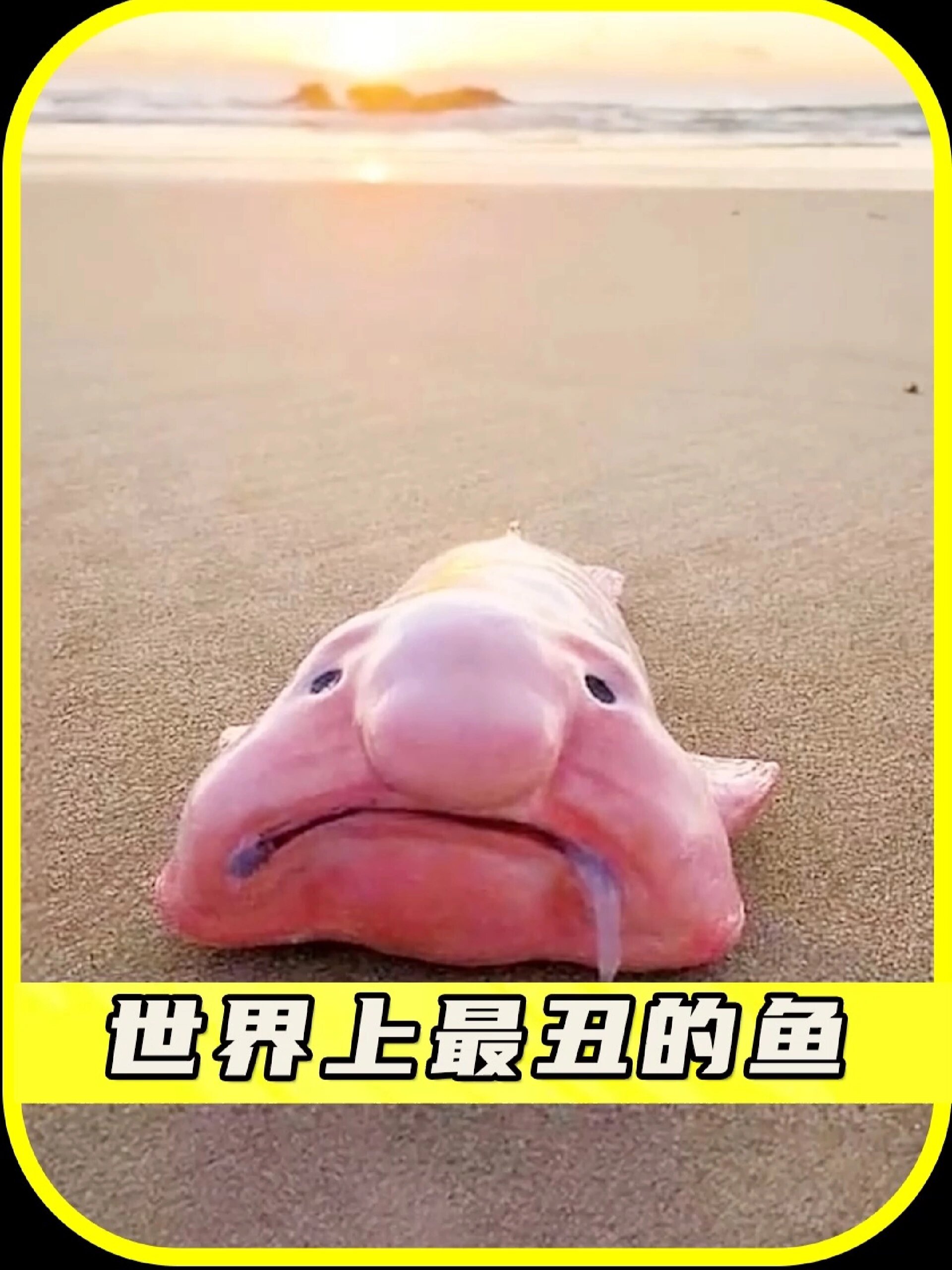 世界上最丑的鱼