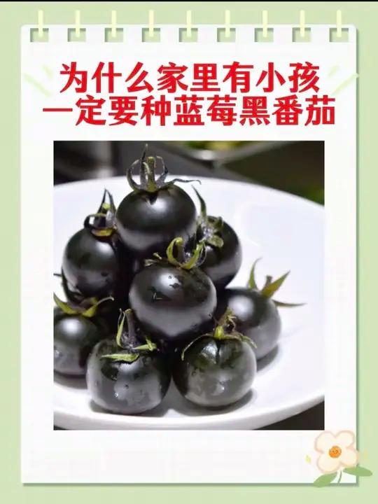 为什么家里有小孩的家庭要种蓝莓黑番茄 #蓝莓种植 #番茄种植 #黑番茄种子 #种菜小技巧 