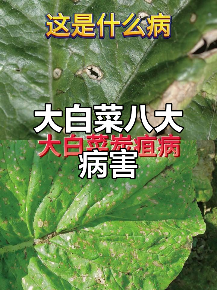 大白菜常见病害全解析,看看这些症状你遇到过吗?
