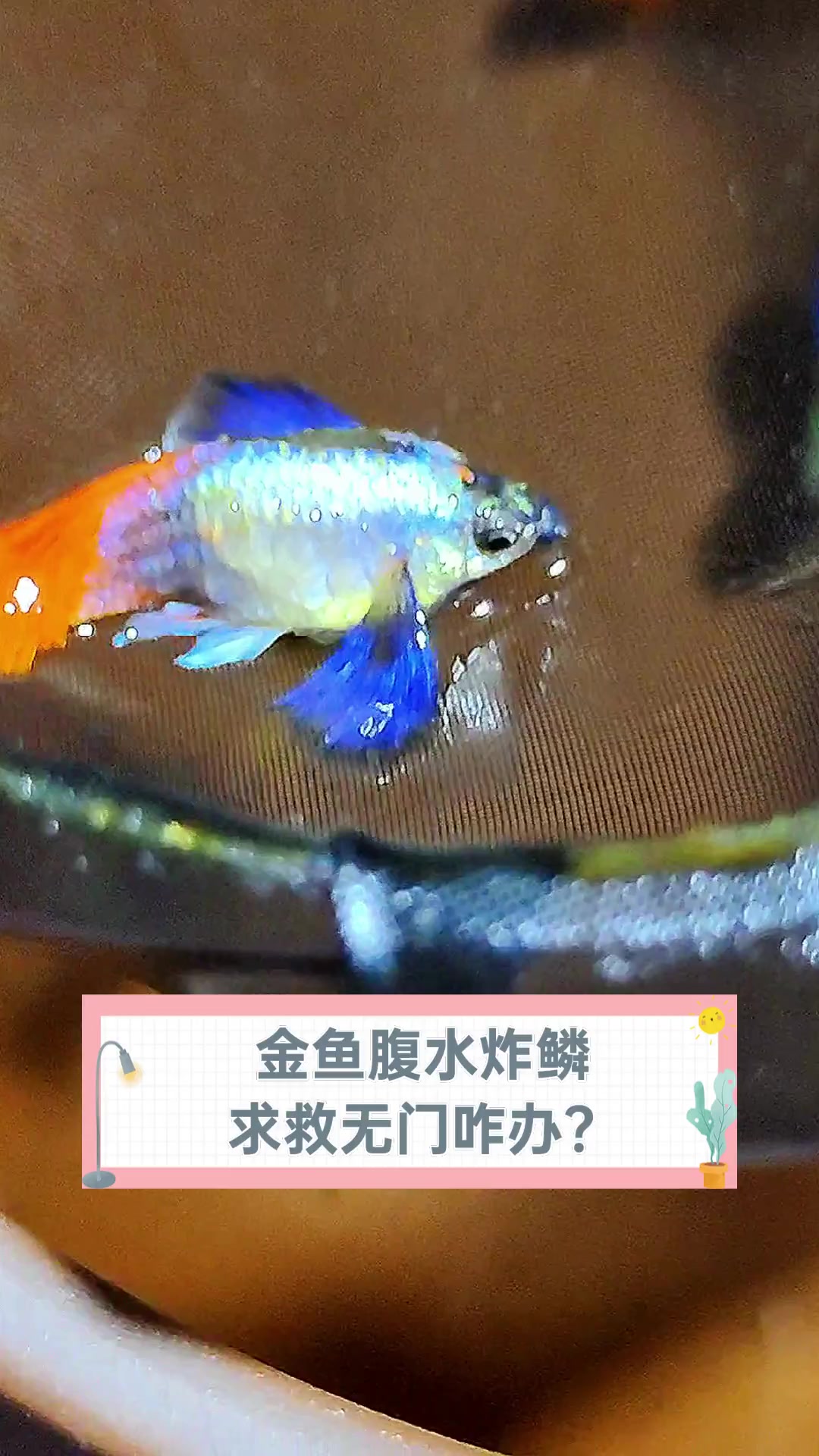 金鱼腹水炸鳞,求救无门咋办?