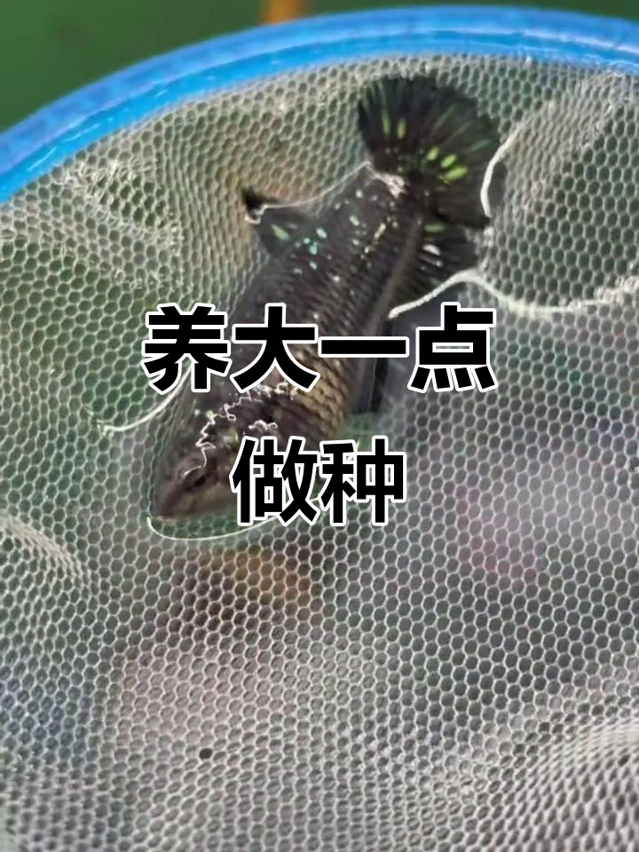 满天星将军母,养肥点就做种鱼啦!