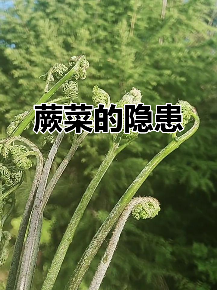 蕨菜致癌风险曝光,专家提醒不宜过量食用