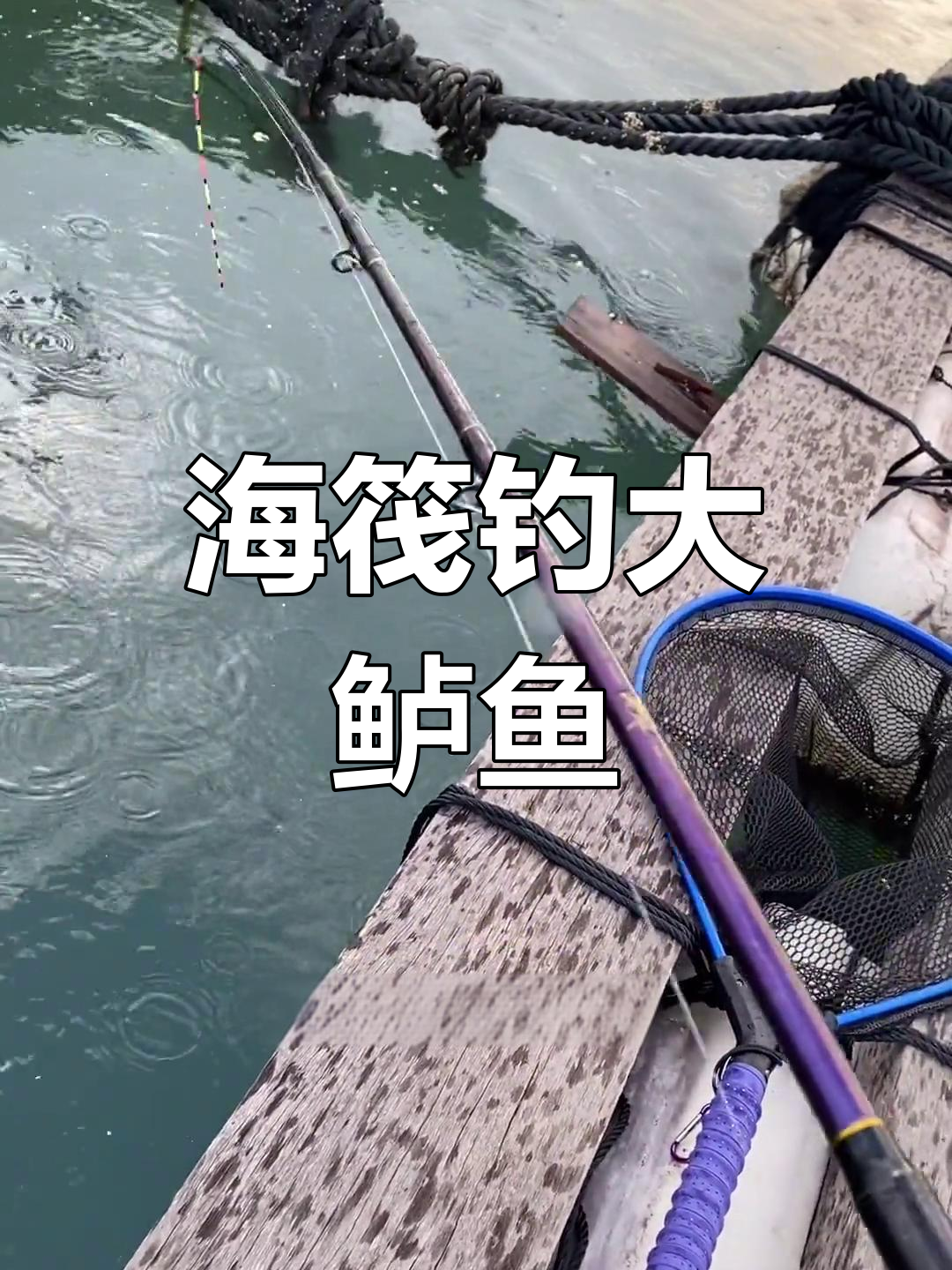 活虾沉底钓鲈鱼,野生与养殖的区别