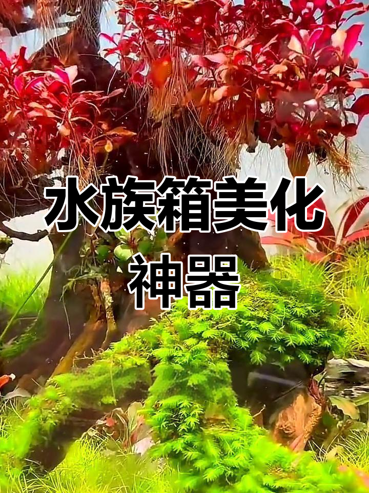 懒人水草,轻松造景,沉底即长,适合淡水鱼缸装饰