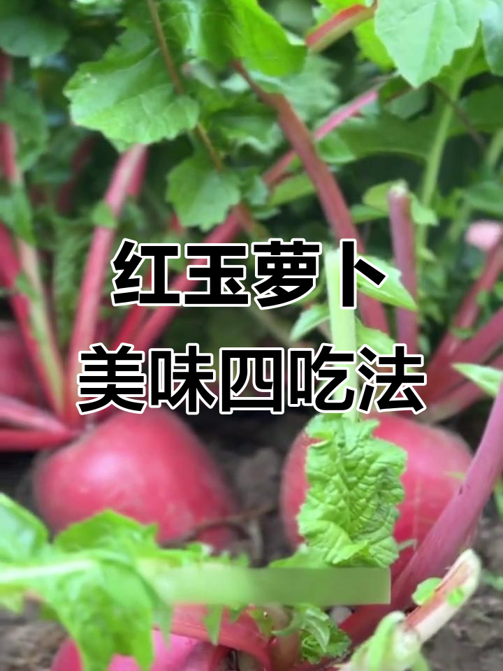 红皮萝卜四种绝妙做法,炖汤凉拌炒肉样样行