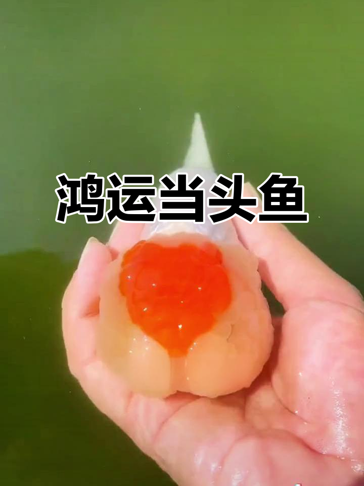 这条鱼头顶红花,身披白纱,游动时如仙子般美丽动人!