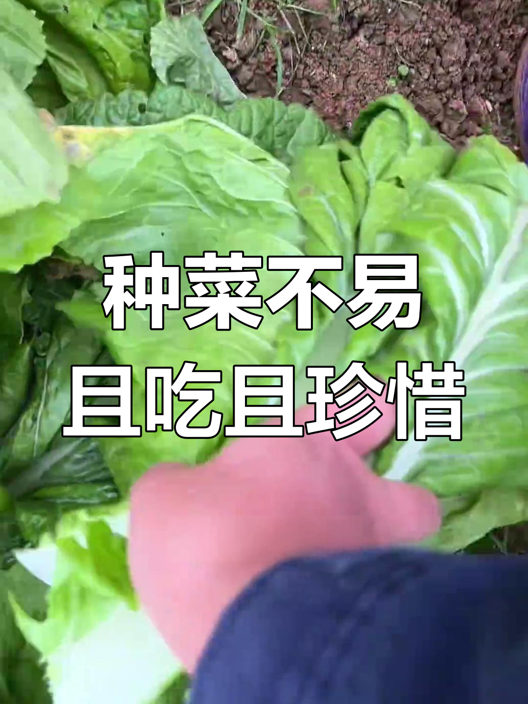 成都菜地遭遇连番打击,棒菜儿菜白菜都出问题