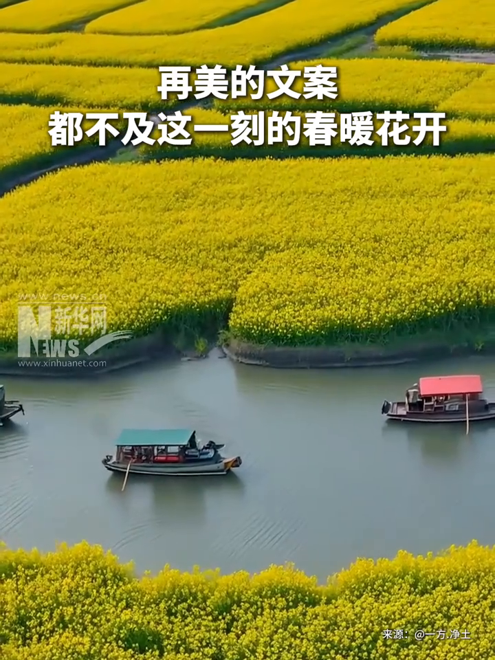 再美的文案,都不及这一刻的春暖花开,三月的油菜花已经开好