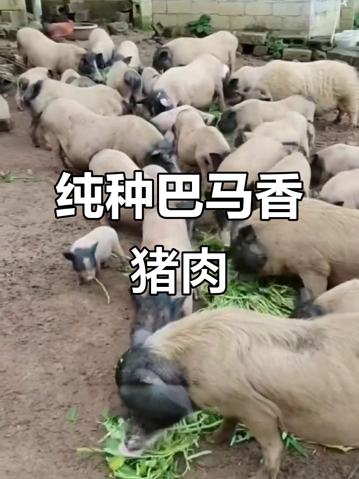 巴马香猪:原生态放养,低脂高营养的瘦肉型土黑猪肉