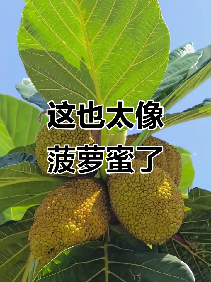 这菠萝蜜也太像了吧,简直一模一样!