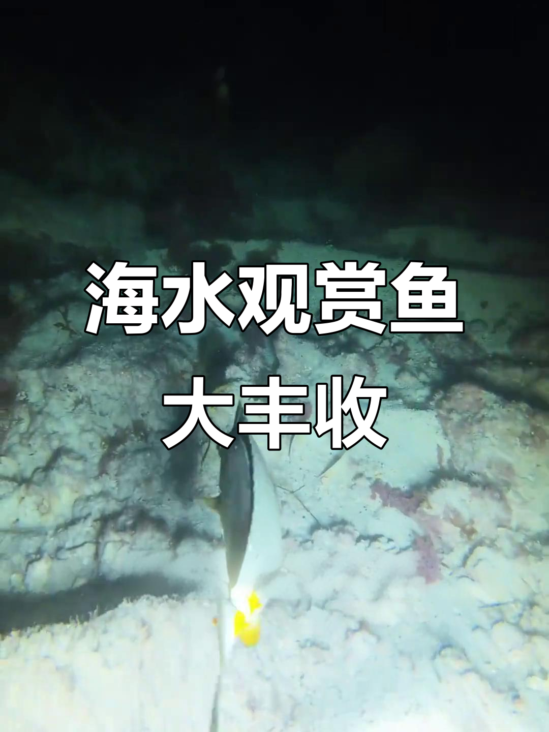 兄弟们赶海抓鱼,蓝嘴神仙、天狗吊一网打尽