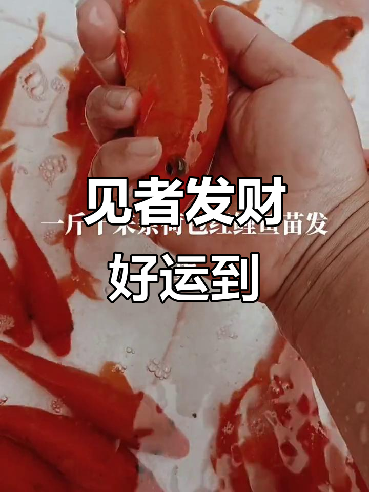 婺源荷包红鲤鱼,好运连连,财运滚滚来