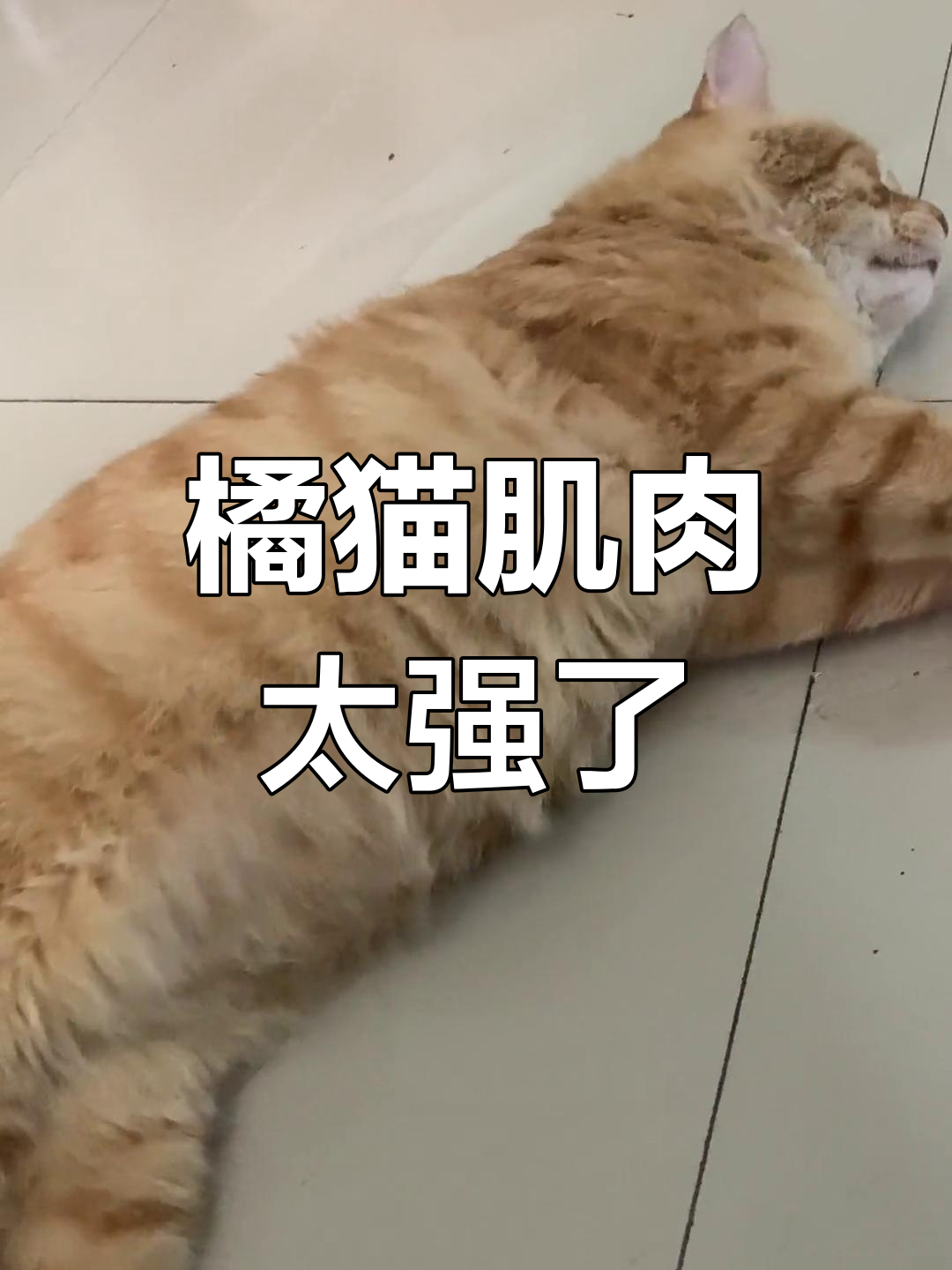 这只橘猫硬得让人怀疑它是不是练过功夫