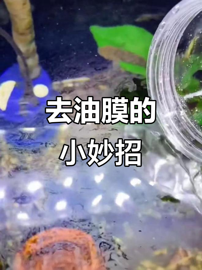 鱼缸油膜清理小技巧，让水质更清新