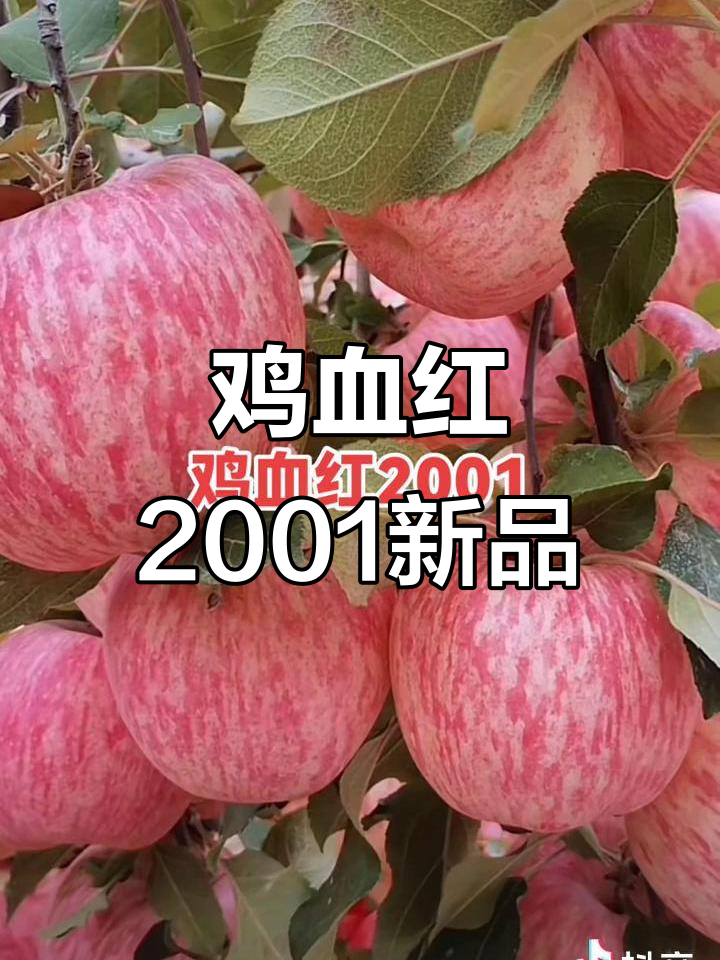 白底宽条纹富士苹果苗,鸡血红2001新品种表现惊艳