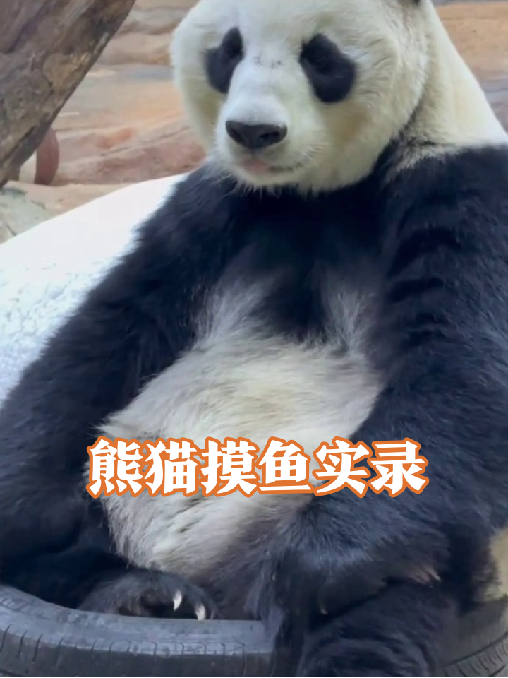 熊猫坐轮胎上摆烂,舔嘴转头像极摸鱼的我
