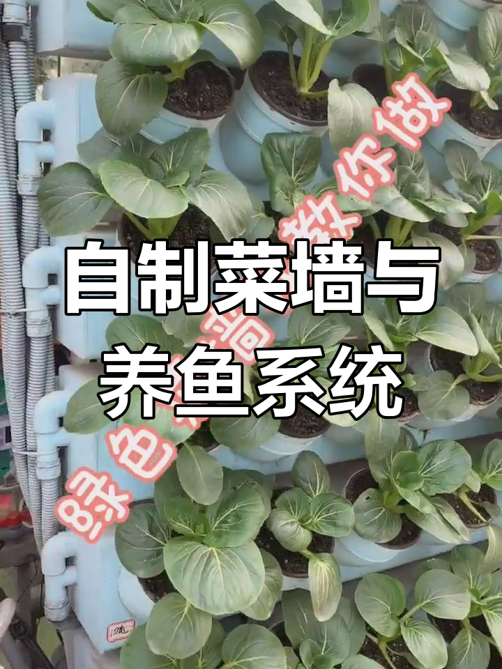 菜墙变鱼池,轻松打造家庭生态小花园