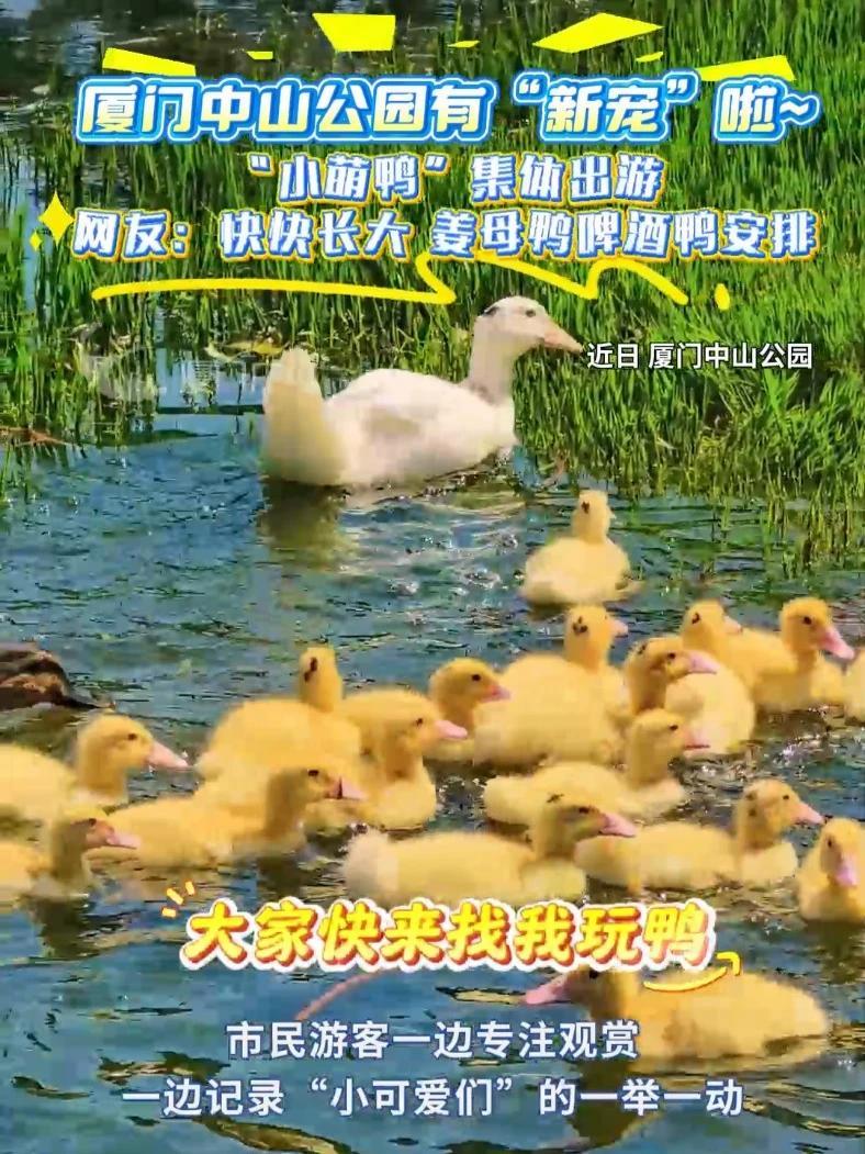 厦门中山公园有“新宠”啦~“小萌鸭”集体出游,网友:快快长大 姜母鸭啤酒鸭安排 厦门