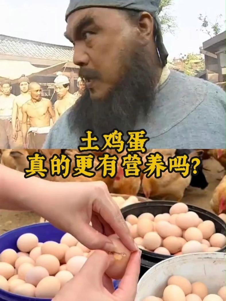 土鸡蛋真的更有营养吗？土鸡蛋
