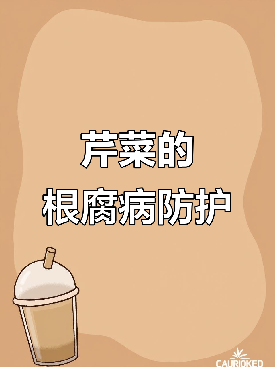 芹菜根腐病预防,关键在于保护根系免受损伤!