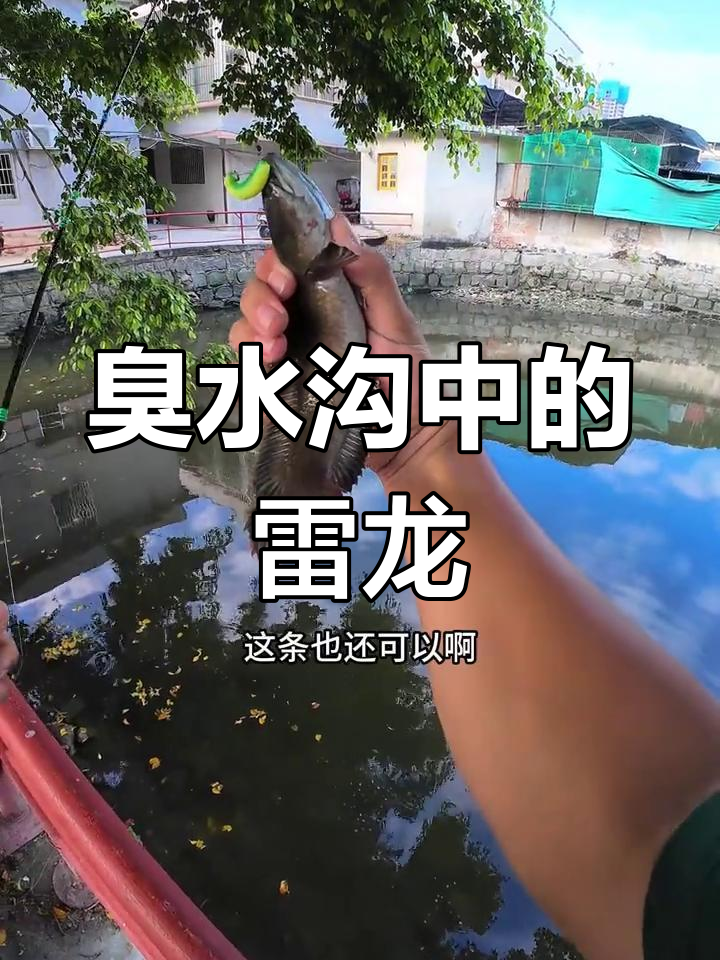 臭水沟里竟钓出美丽雷龙