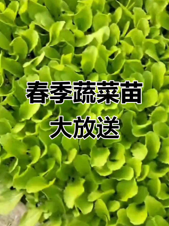 春节后,各类优质蔬菜苗供应充足!