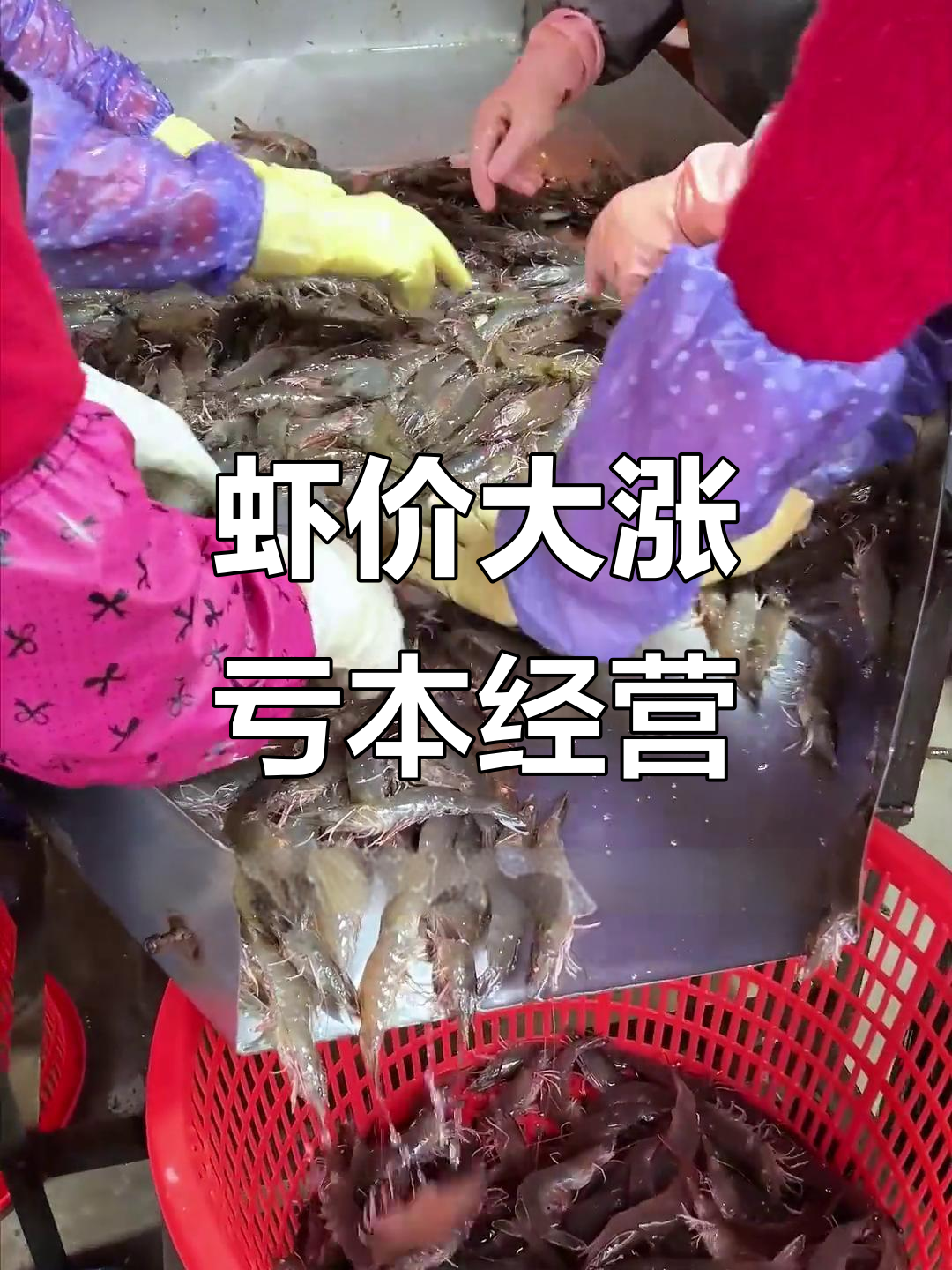 基围虾价格暴涨,生意难做!