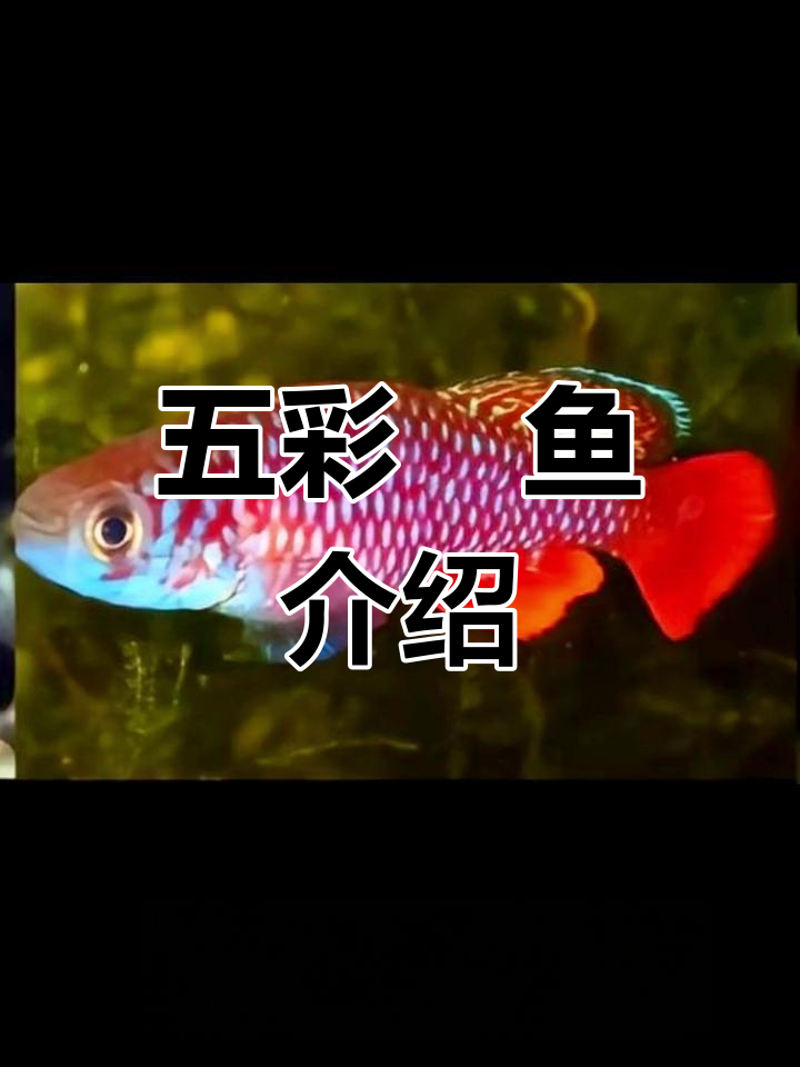 鳉鱼家族大揭秘:五彩斑斓的江水精灵