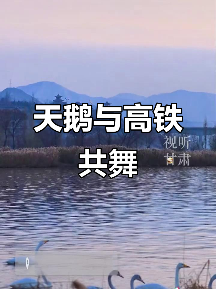 冬日天鹅舞动,高铁划过天际,美景如画