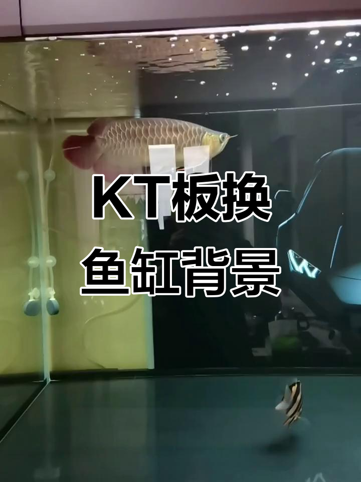 用KT板替换鱼缸背景,挑战正胶粘墙难题