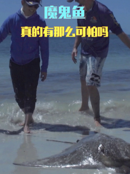 魔鬼鱼!学名蝠鲼,尾巴有剧毒,遇到要小心!