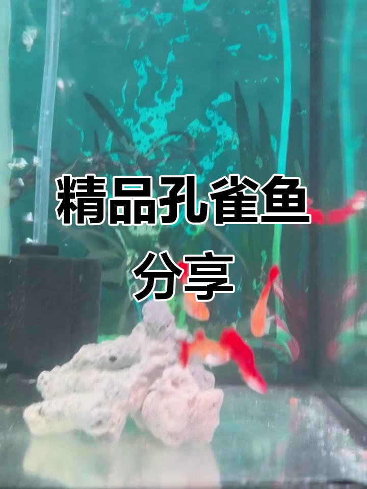 孔雀鱼品种大揭秘，精选优质种类推荐