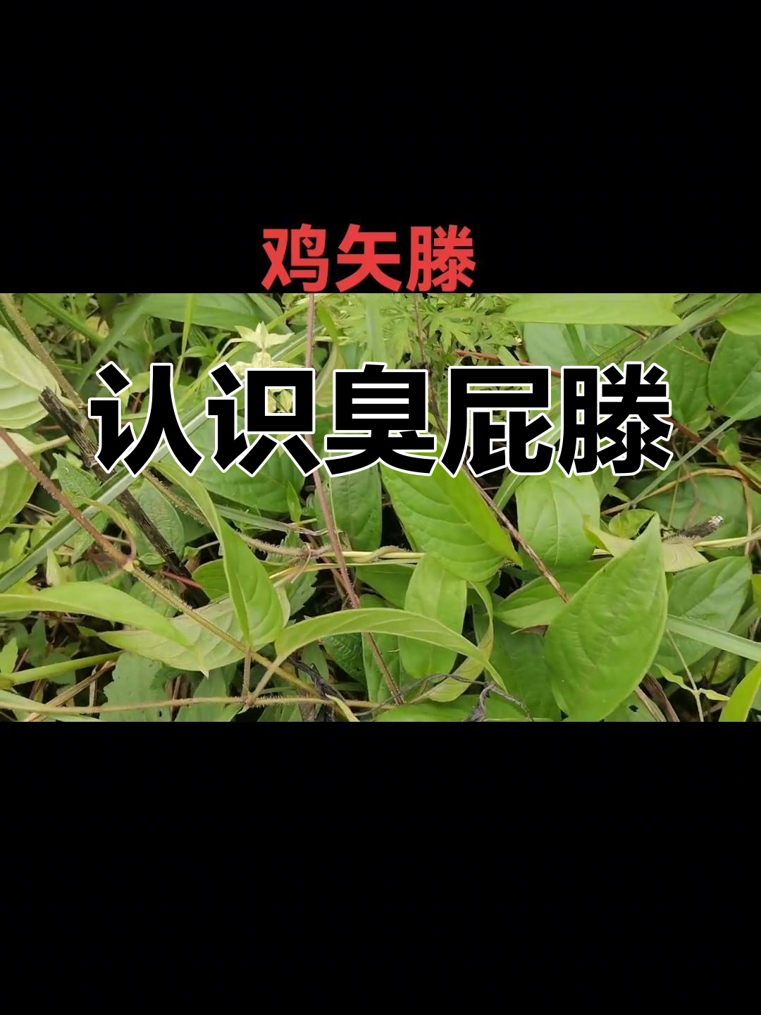 鸡矢藤的神奇作用,吃了它饿得快