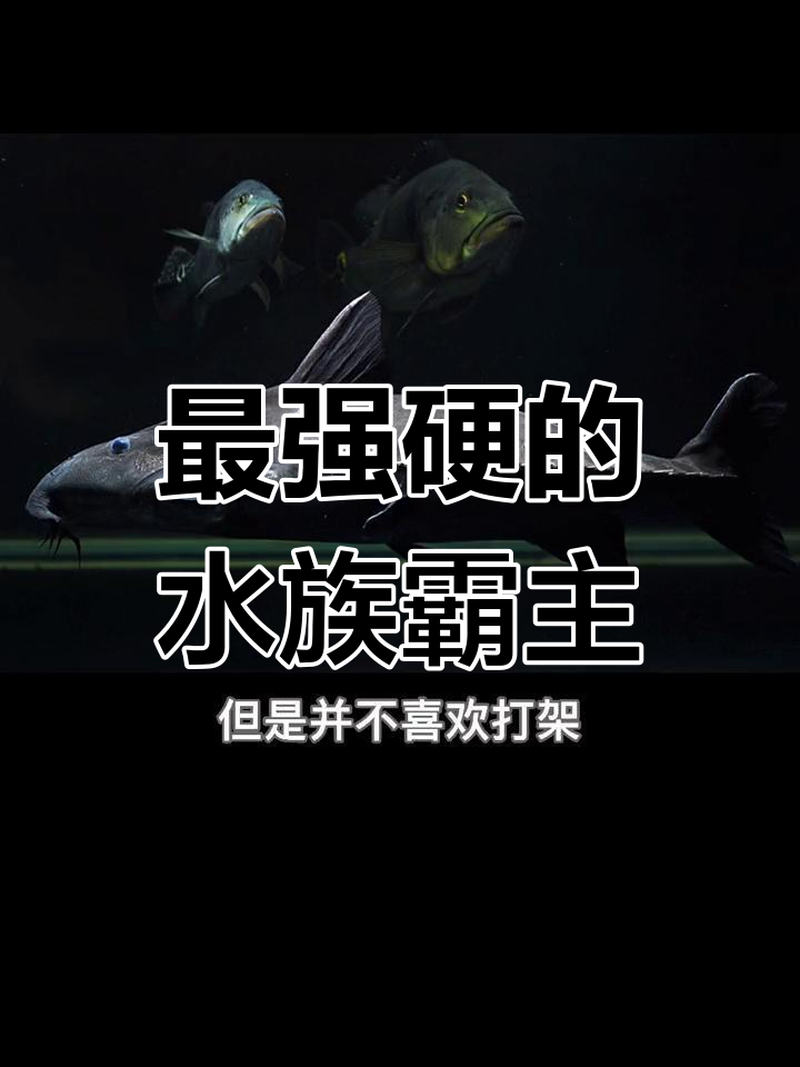 铁甲武士鱼:水族圈的霸气代表