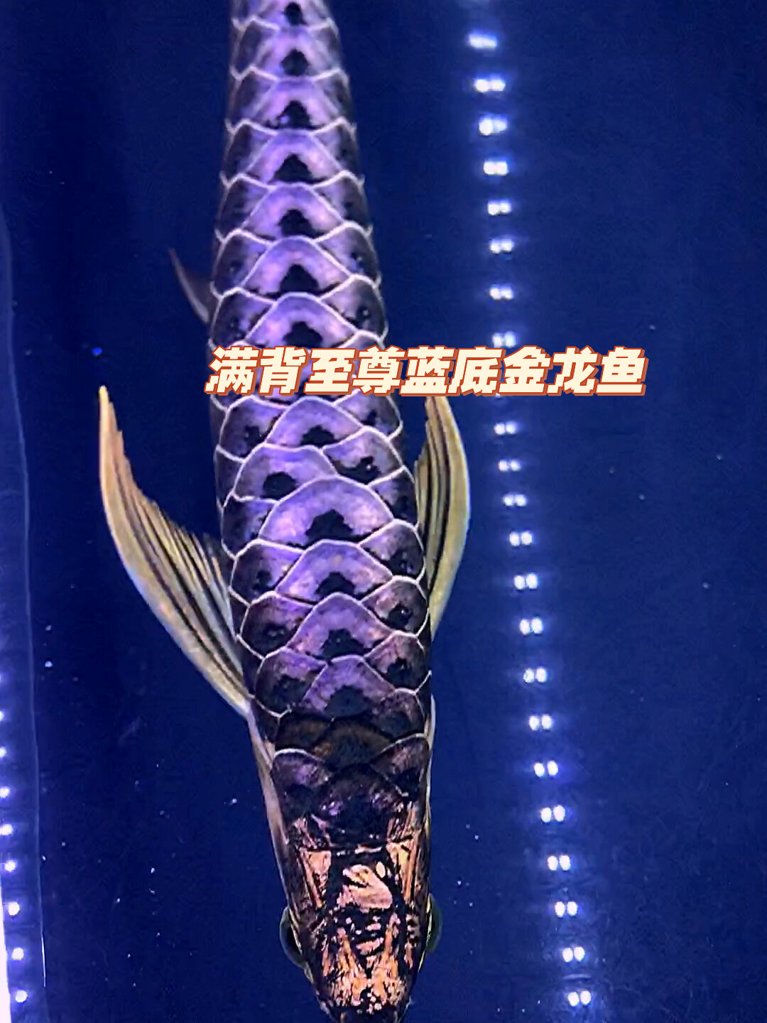 满背至尊蓝底金龙鱼