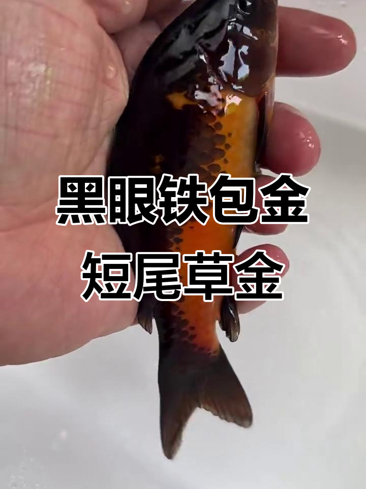 铁包金短尾草金鱼,黑眼睛与黑色卵磷的完美结合