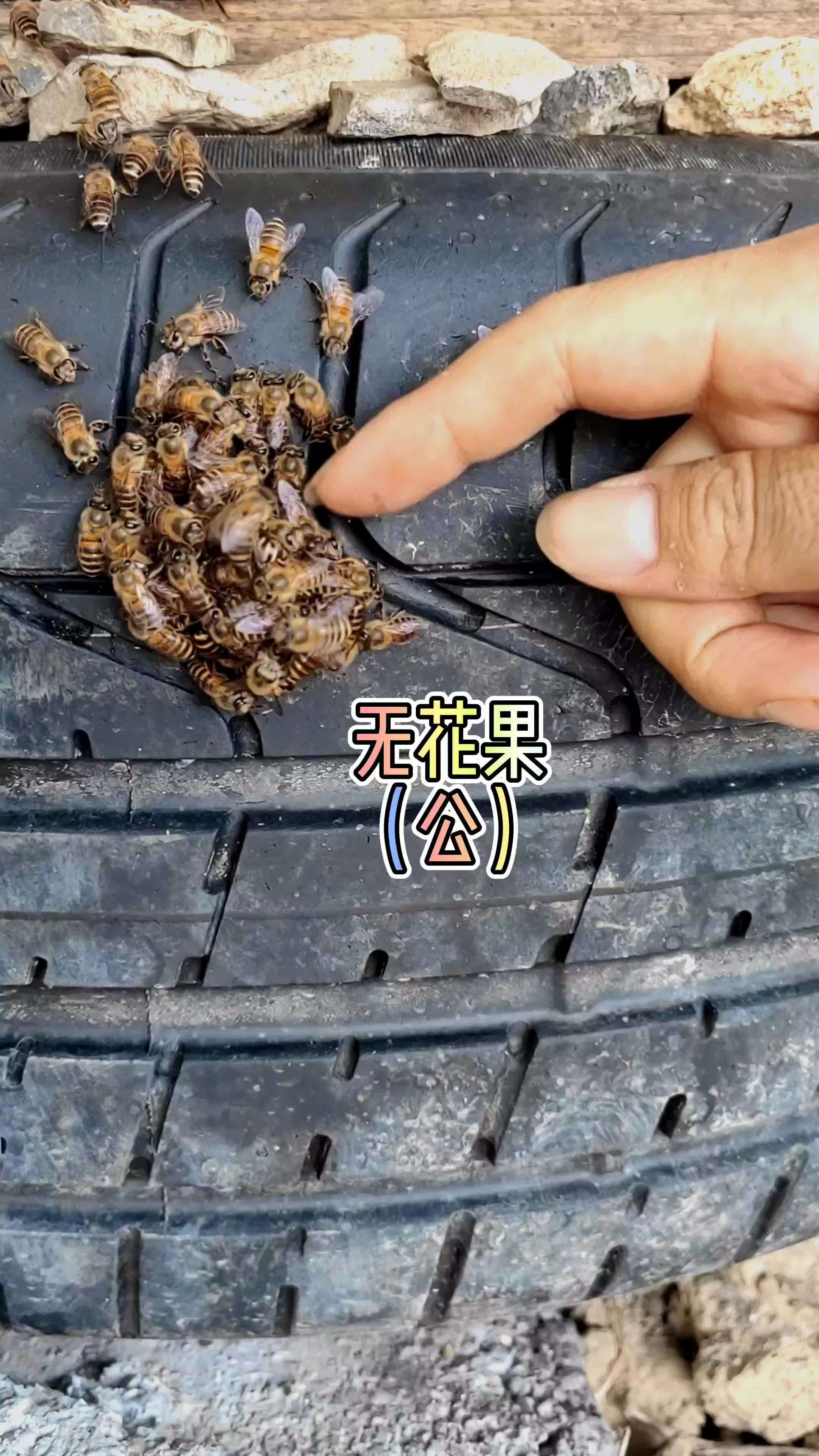 植物也分公母,有人说小时候拿来做凉粉,有人说当水果,谁分得清 无花果 一日一植物 三农 你