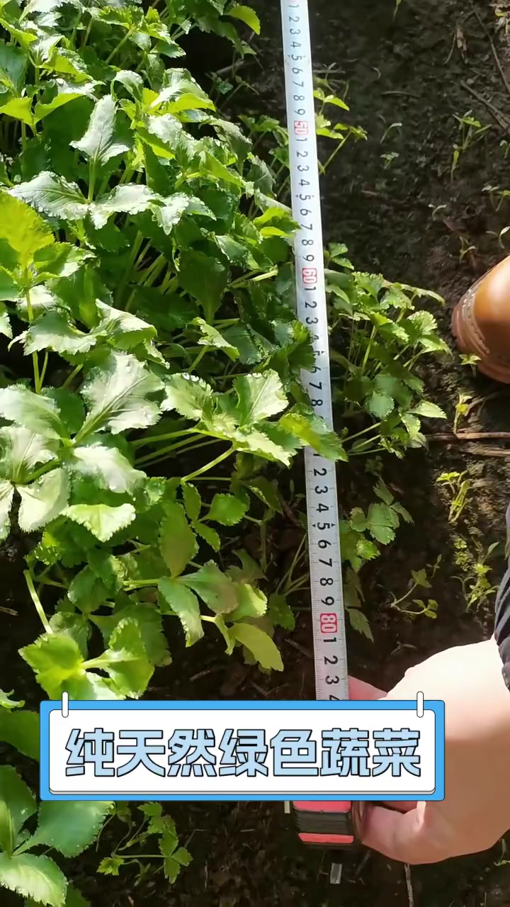 纯天然绿色蔬菜