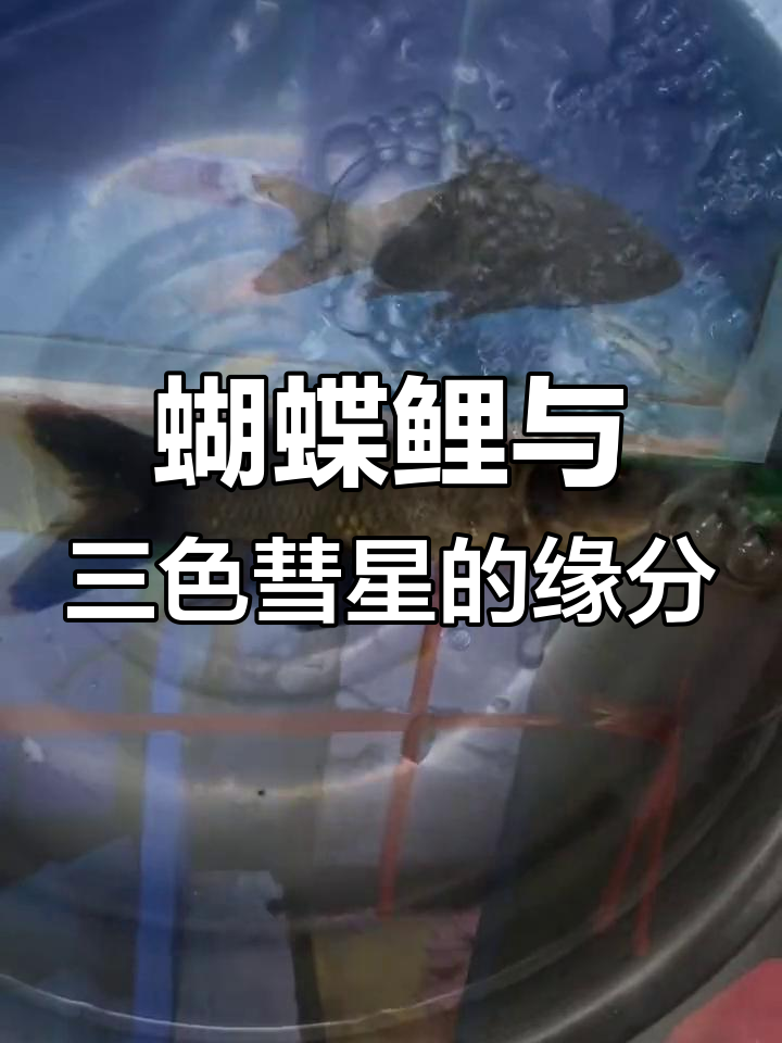 三色彗星与我无缘,养鱼之路仍在坚持