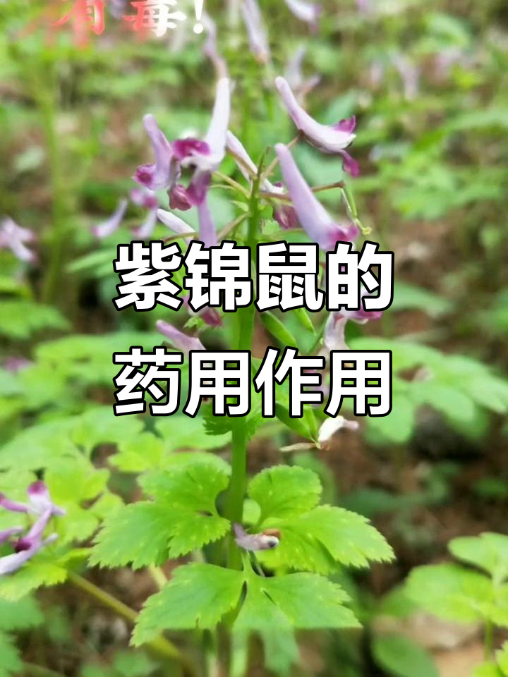 紫花鱼灯草:一种具有解毒功效的草本植物,了解其药用价值