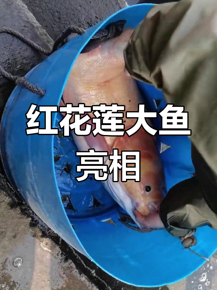 第一次见这种野生鱼,40斤的大货!