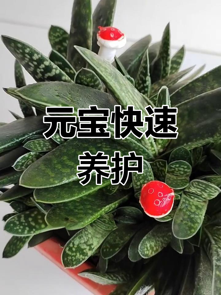 元宝多肉养护技巧,轻松爆盆