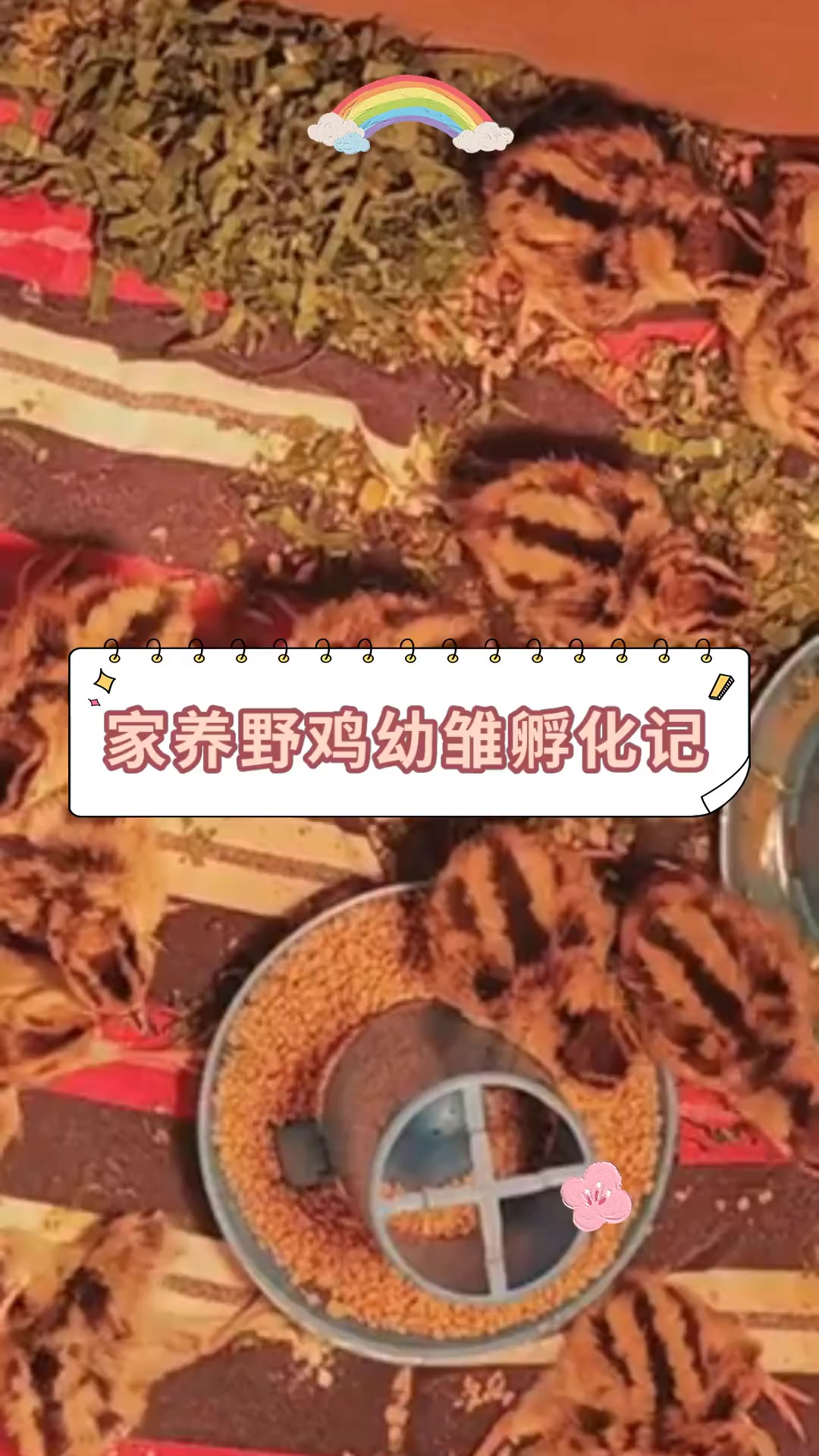 家养野鸡幼雏孵化记