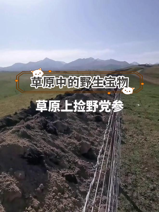 新疆草原上的野党参,十年生长的珍贵药材