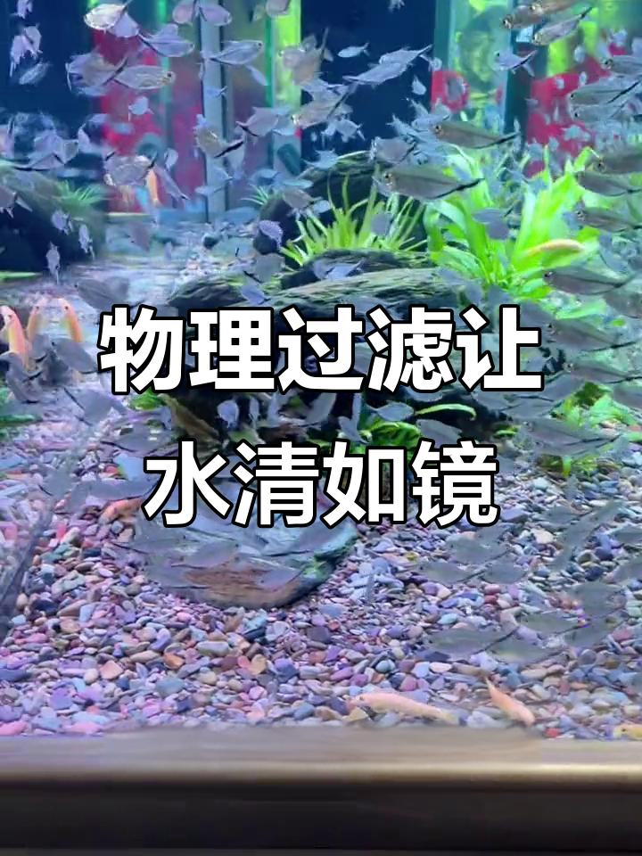 鱼缸过滤魔毯与干湿分离技巧,水质更清澈无杂质